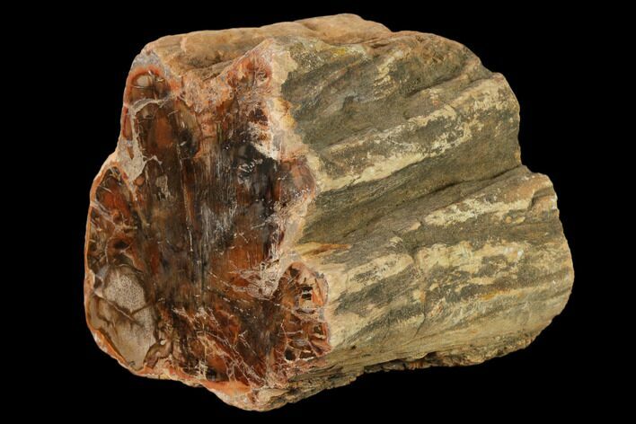 Petrified Wood (Araucaria) Limb - Madagascar #158242